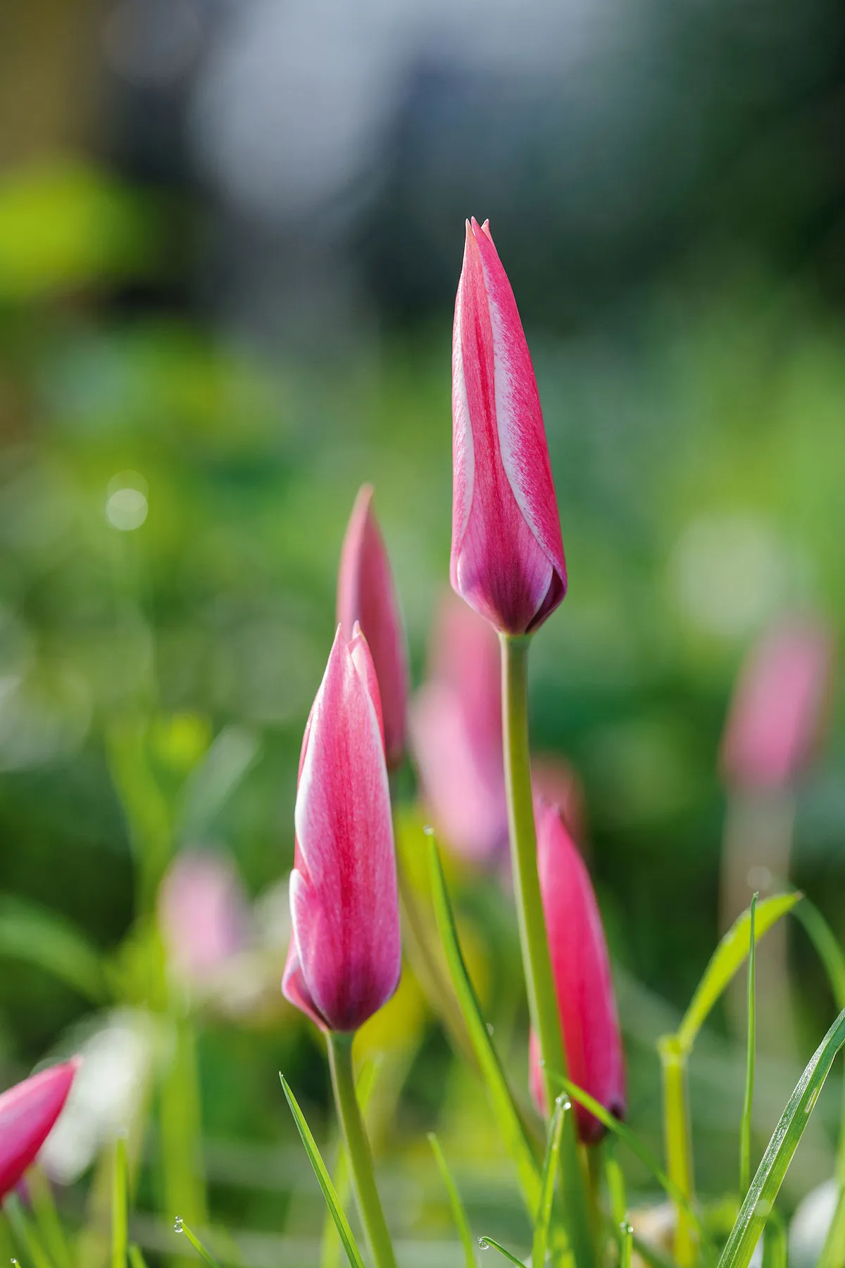 Tulipa 'Peppermint Stick'