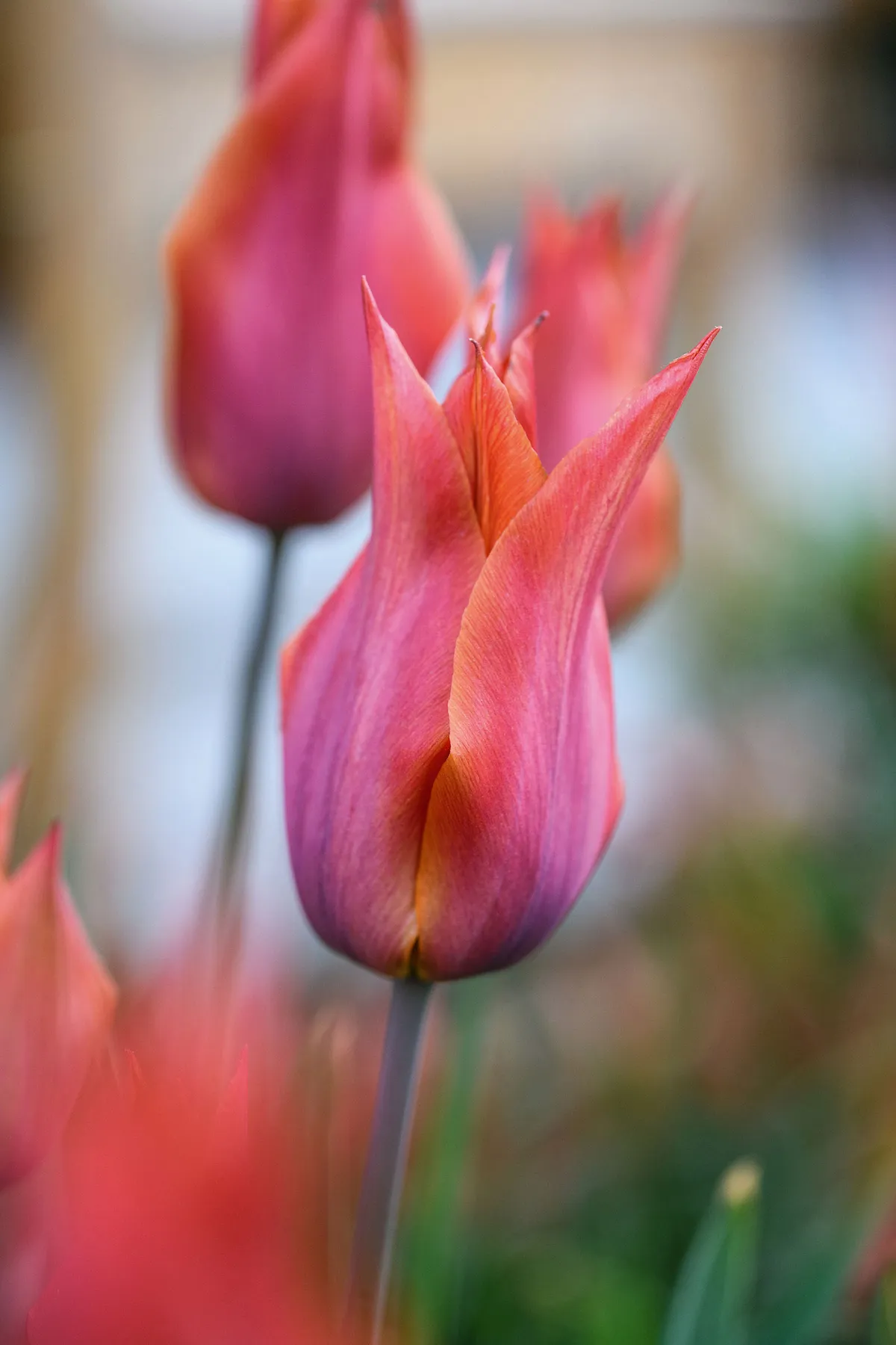 A tulip from the Cambridge Mosque