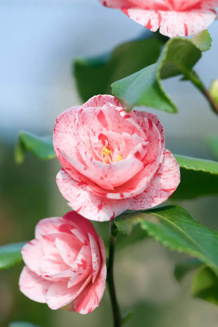 Camellia japonica 'Betty Foy Sanders'