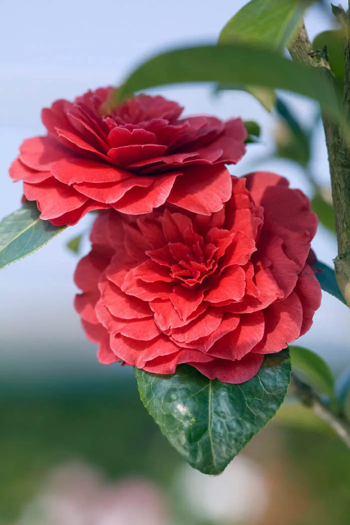 Camellia: planting and care, plus the best camellia varieties to