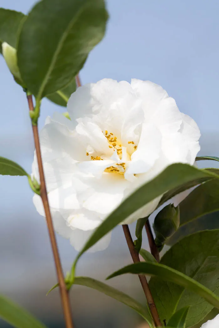 Camellia x williamsii 'Bridal Gown'