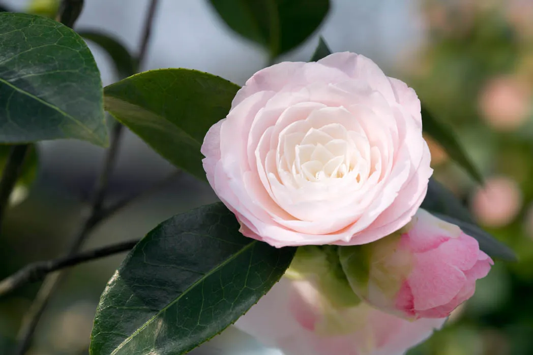 Camellia: planting and care, plus Gardens camellia grow varieties the Illustrated best - to