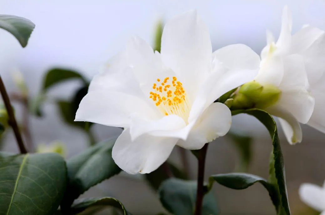 Camellia japonica 'Lily Pons'