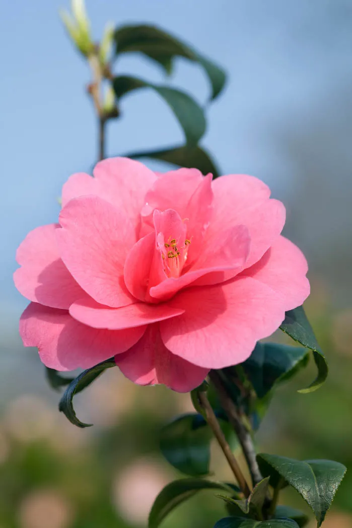 Camellia 'Inspiration'