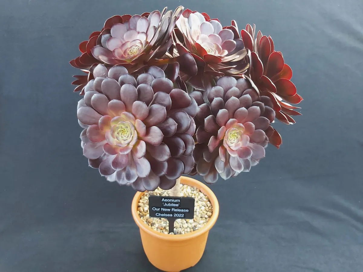 Aeonium Jubilee Ottershaw Cacti: RHS Plant of the year