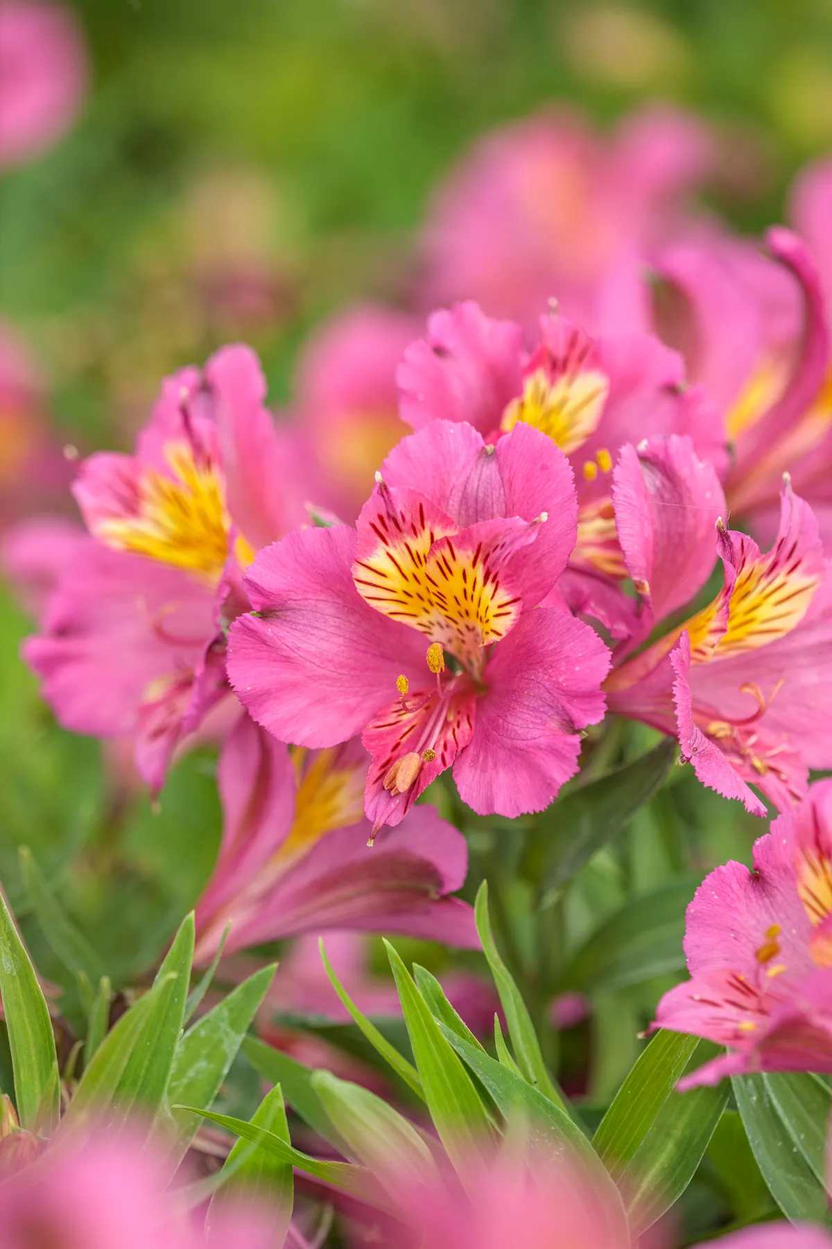Alstroemeria 'June Ferelyth' (Little Miss Series) Alstroemeria Select : RHS Plant of the year