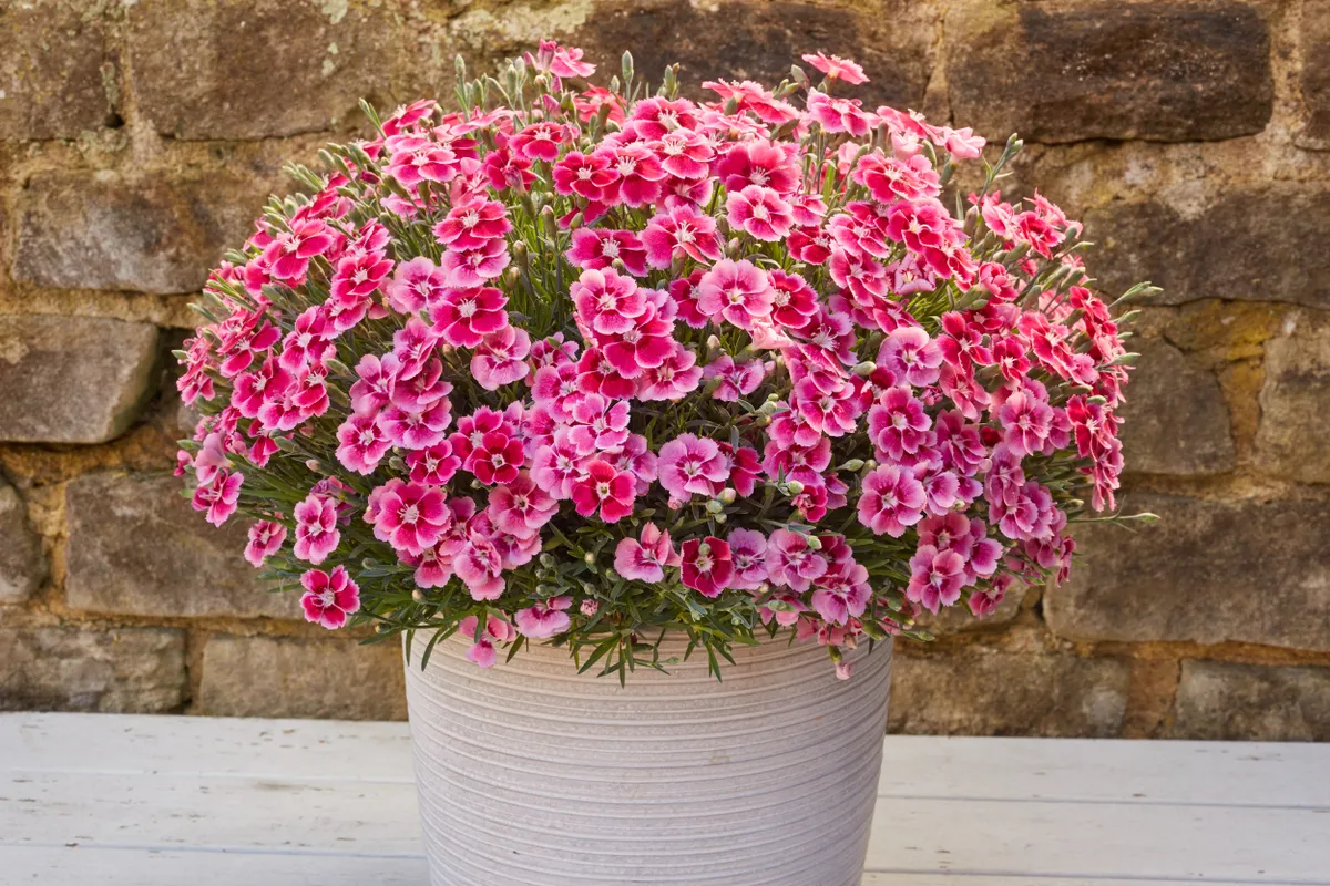 Dianthus Electric Dreams London Fire Brigade and Whetman: RHS Plant of the Year shortlist