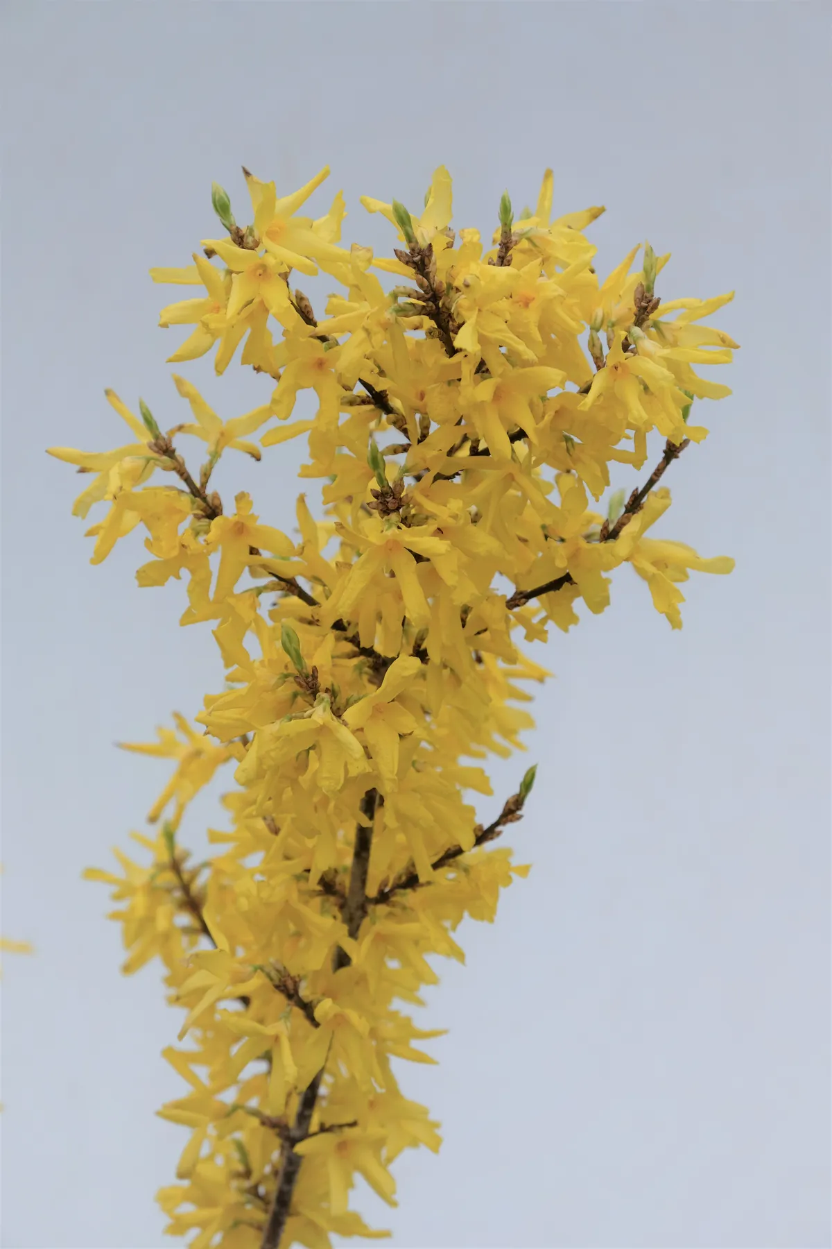 Forsythia Discovery 2 Sparsholt College: RHS Plant of the year shortlist