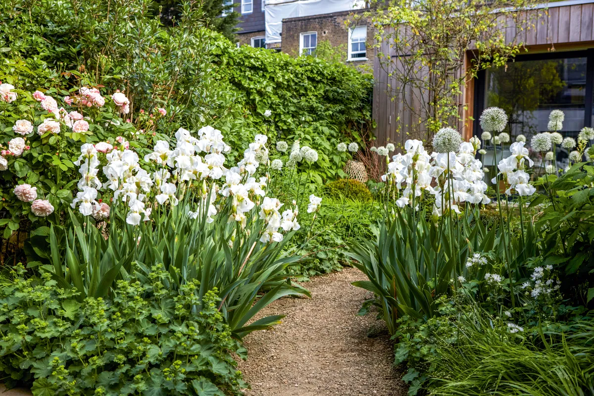 Sheila Jack's white urban garden