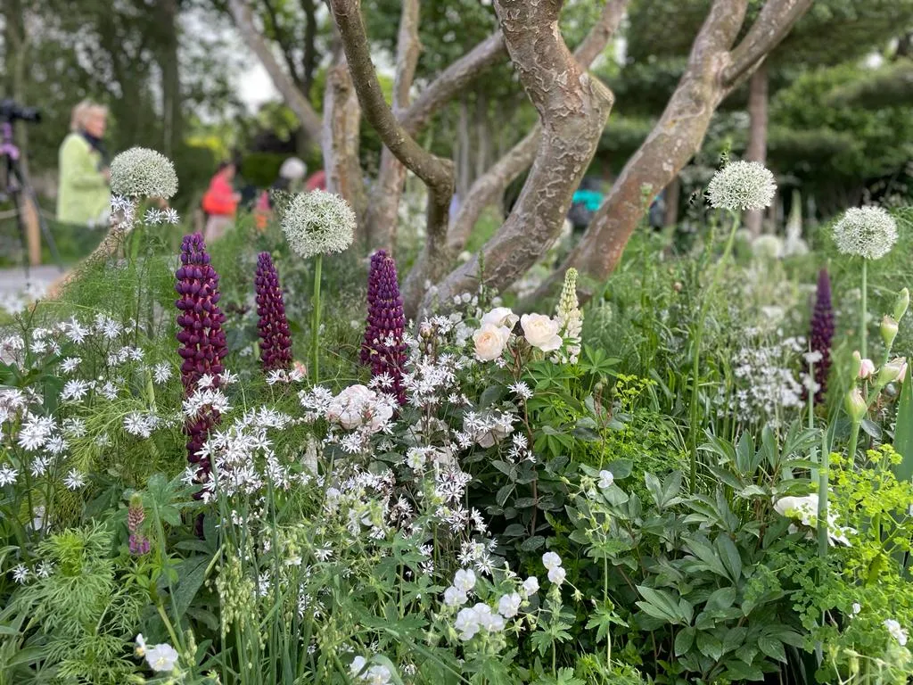 Perennial Garden 'With Love' the RHS Chelsea Flower Show Garden 2022 designed by Richard Miers