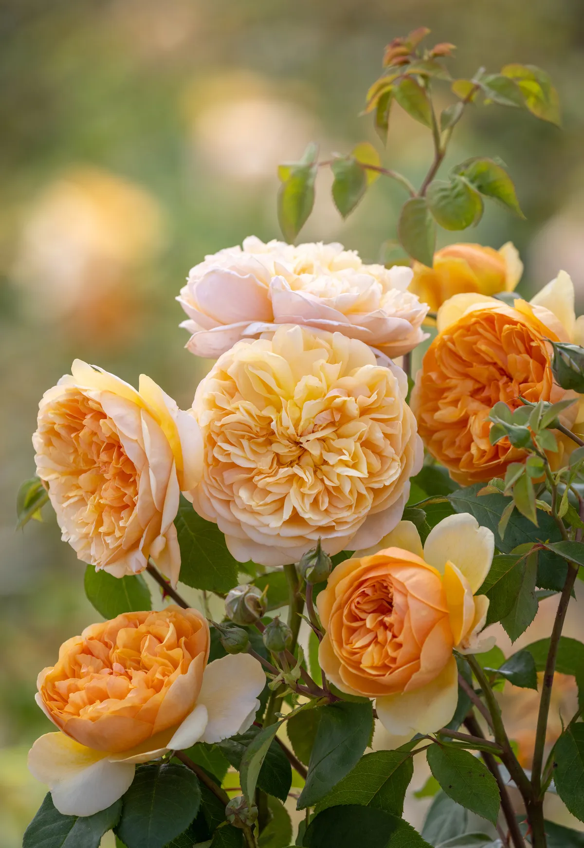 New rose: RHS Plant of the year shortlist