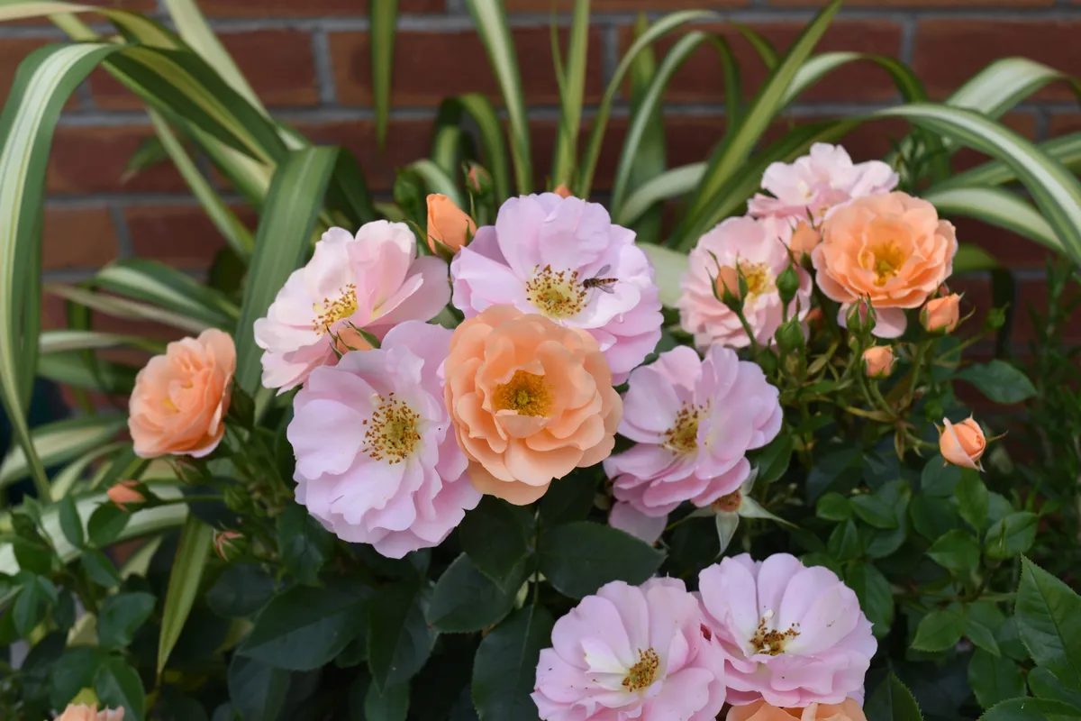 Rosa Loyal Companion Peter Beales Roses: RHS Plant of the Year Shortlist