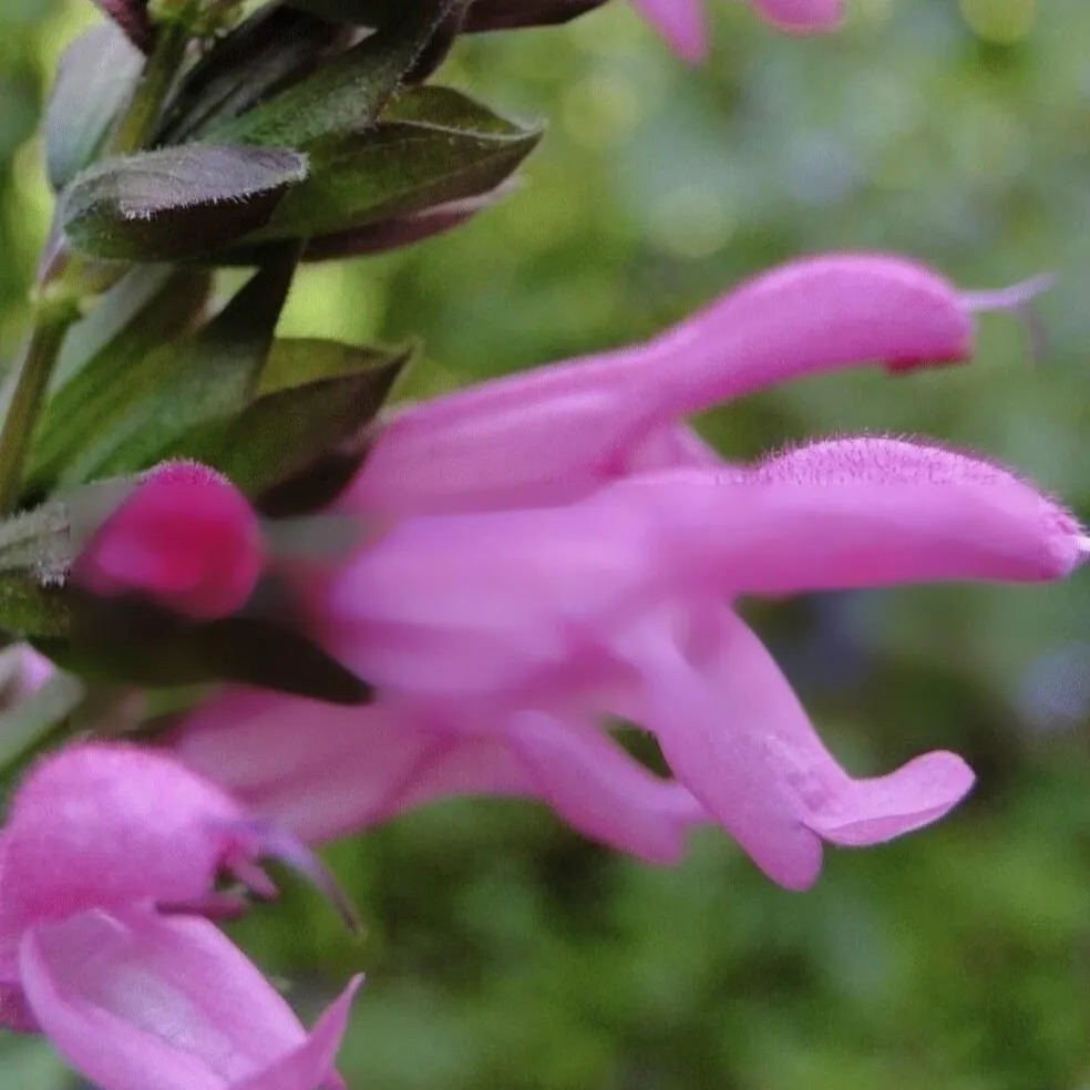 Salvia Pink Amistad Middleton Nurseries: RHS PLant of the Year Shortlist