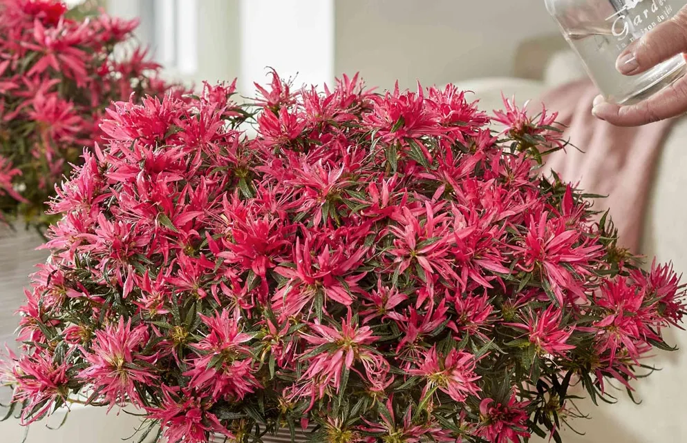 Rhododendron 'Starstyle Pink' shortlisted for RHS Plant of the Year competition