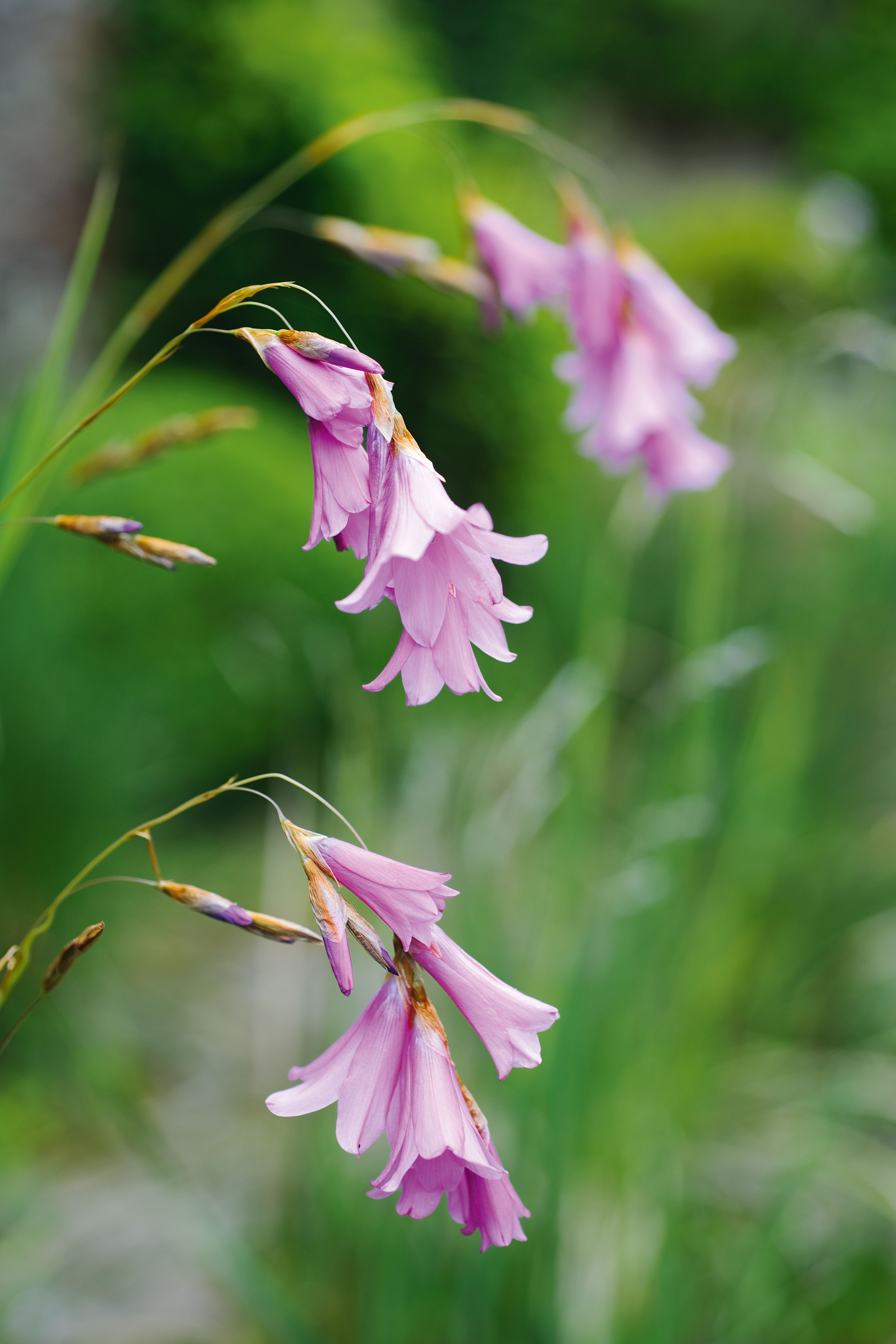 Dierama: the best varieties and how to grow - Gardens Illustrated