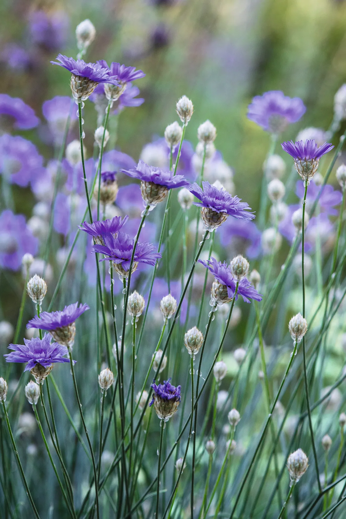Catananche caerulea Greyish foliage with flowers on 1m-high stems. Plants are narrow so best grown in groups or intermingled with other plants. Short-lived perennial. 1m x 30cm. RHS H5, USDA 4a-7b† .