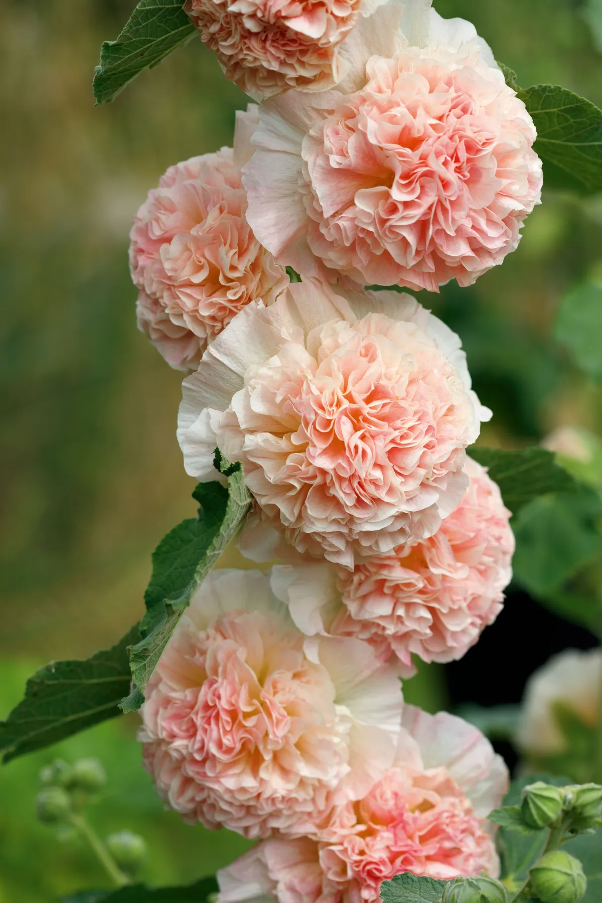 Alcea rosea Chater’s Double Group salmon-pink-flowered