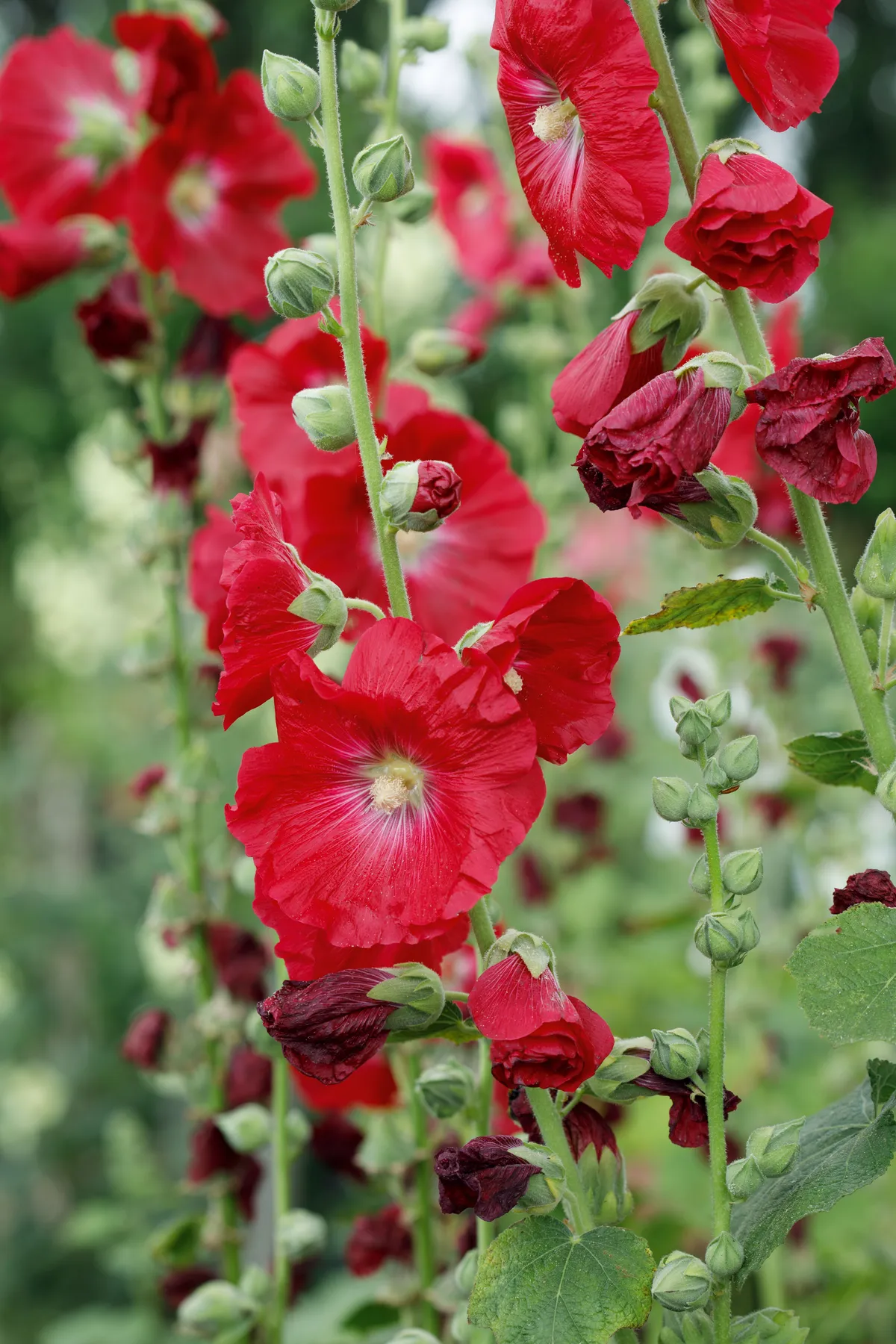 Hollyhock Flower, Alcea rosea - Plant Care and Grow from Seeds
