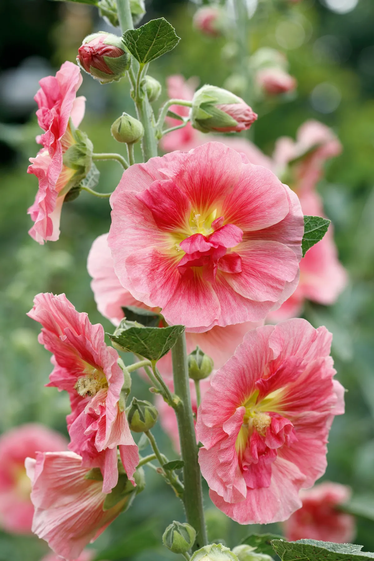 Hollyhock, Alcea, Alcea rosea cultivar, Althaea rosea, Beauty in Nature,  Biennial, Colour, Contemporary, Cottage garden plant, Creative, Cut Out,  Flower, Summer Flowering, Frost hardy, Plant, Stamen, Studio Shot,  Sustainable plant, Red, White