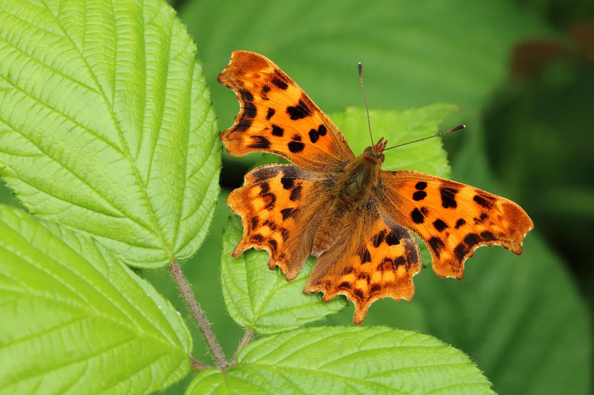 Garden butterflies - Comma butterfly