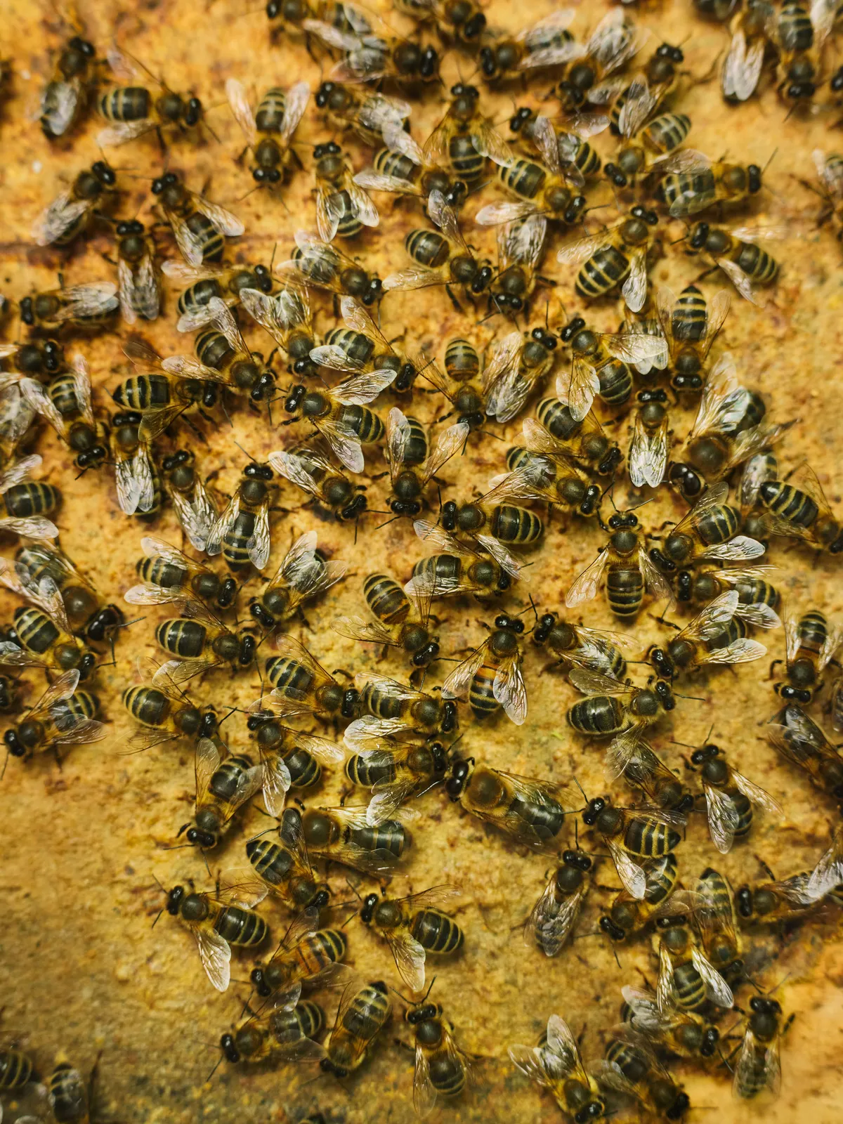 Honeybees at work in Matt Somerville's bee hives