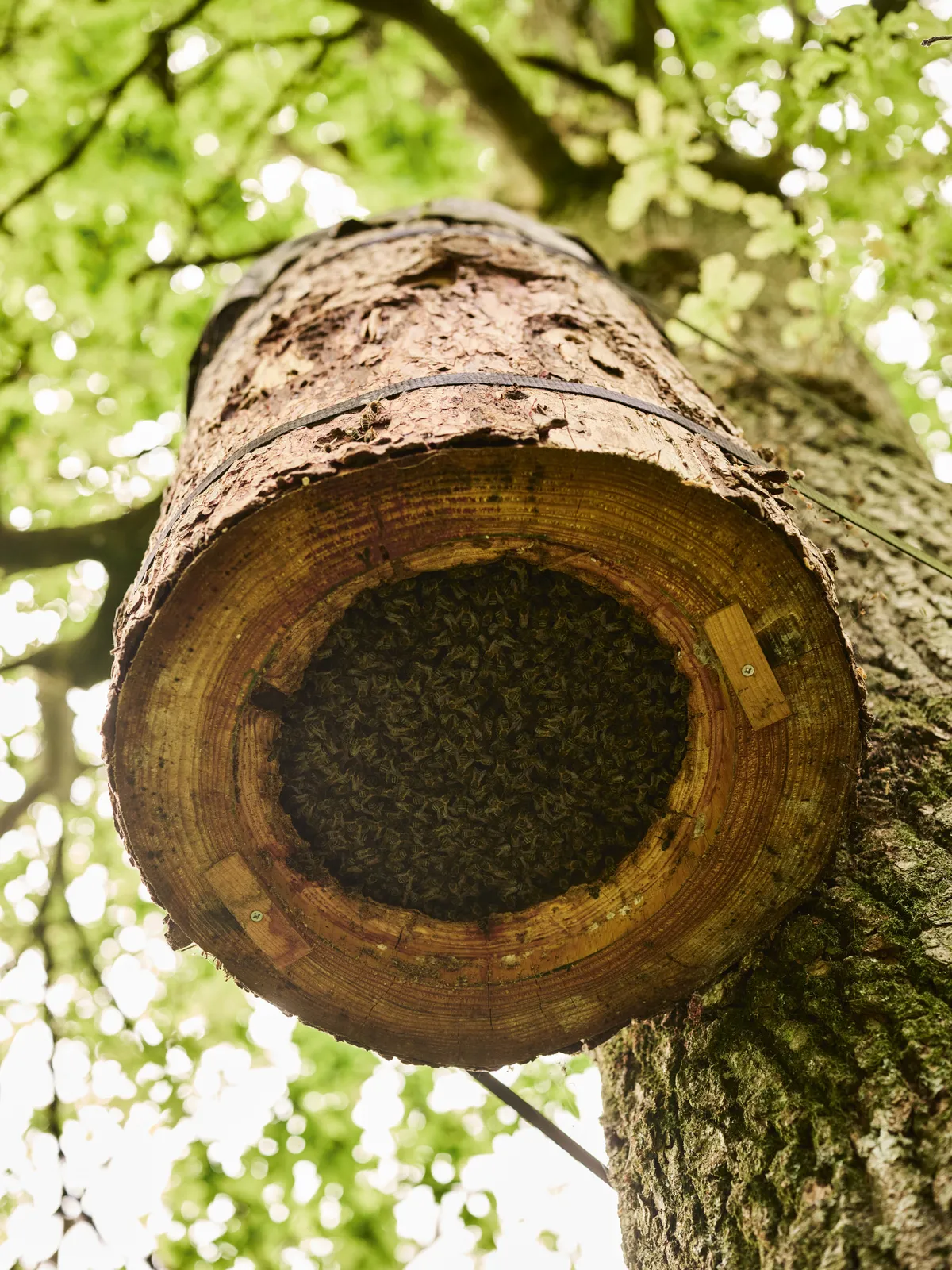 An established colony of honeybees sits on a comb