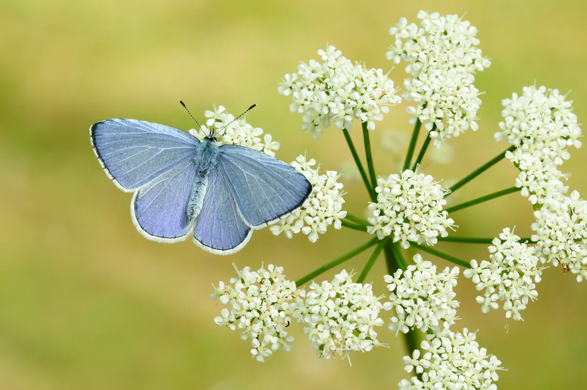 Garden butterflies - Holly Blue butterfly