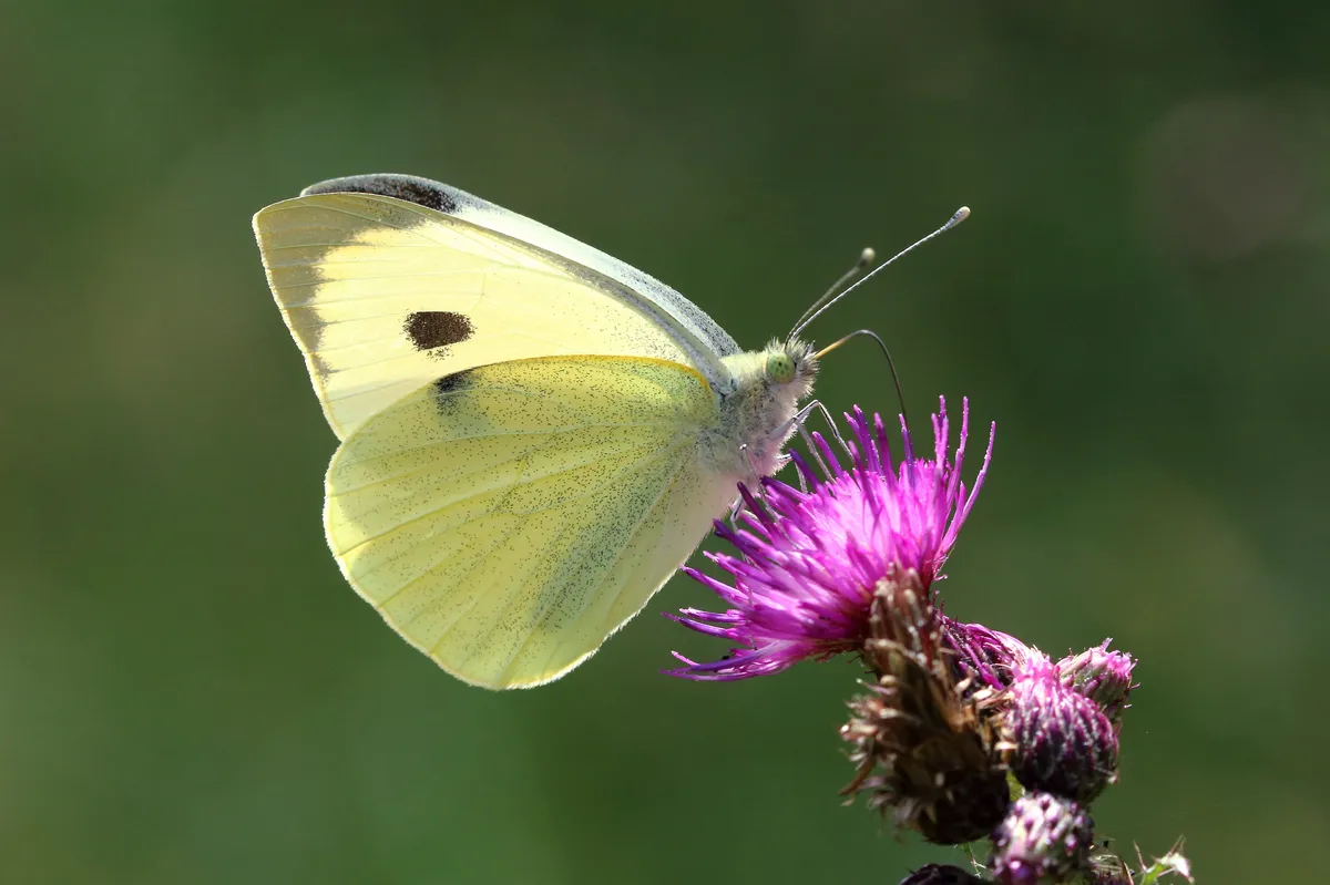 Garden butterflies - Large White butterfly