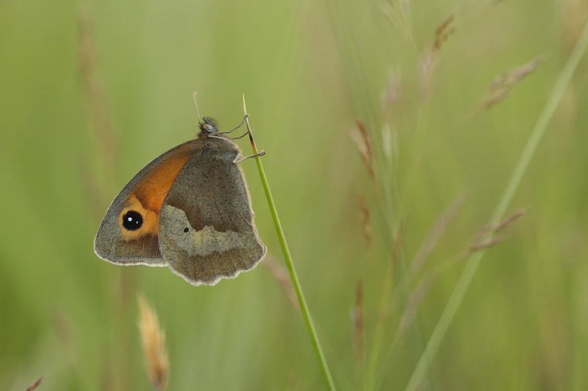 Garden butterflies - Meadow Brown butterfly