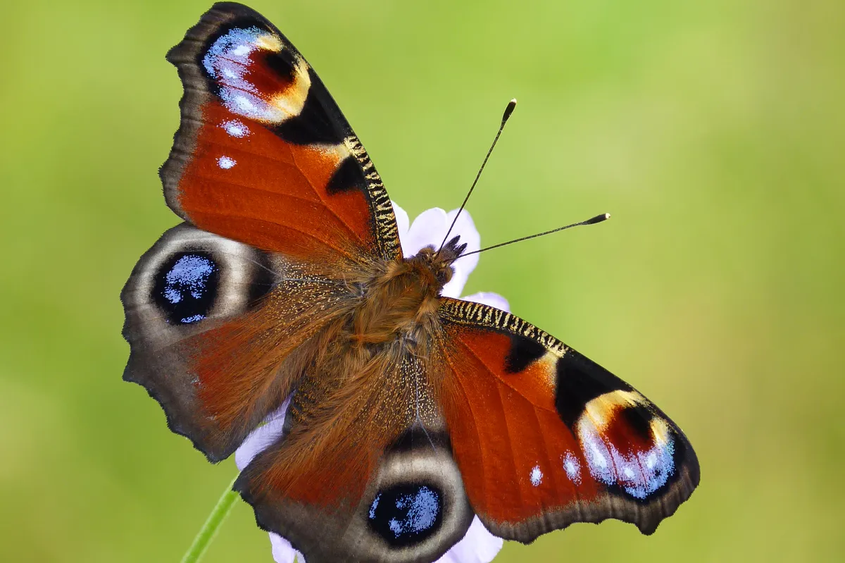 Garden butterflies - peacock butterfly