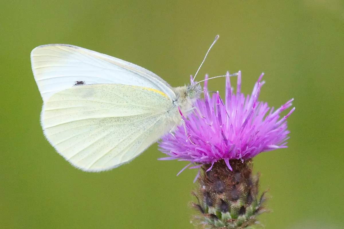 Garden butterflies - Small White butterfly