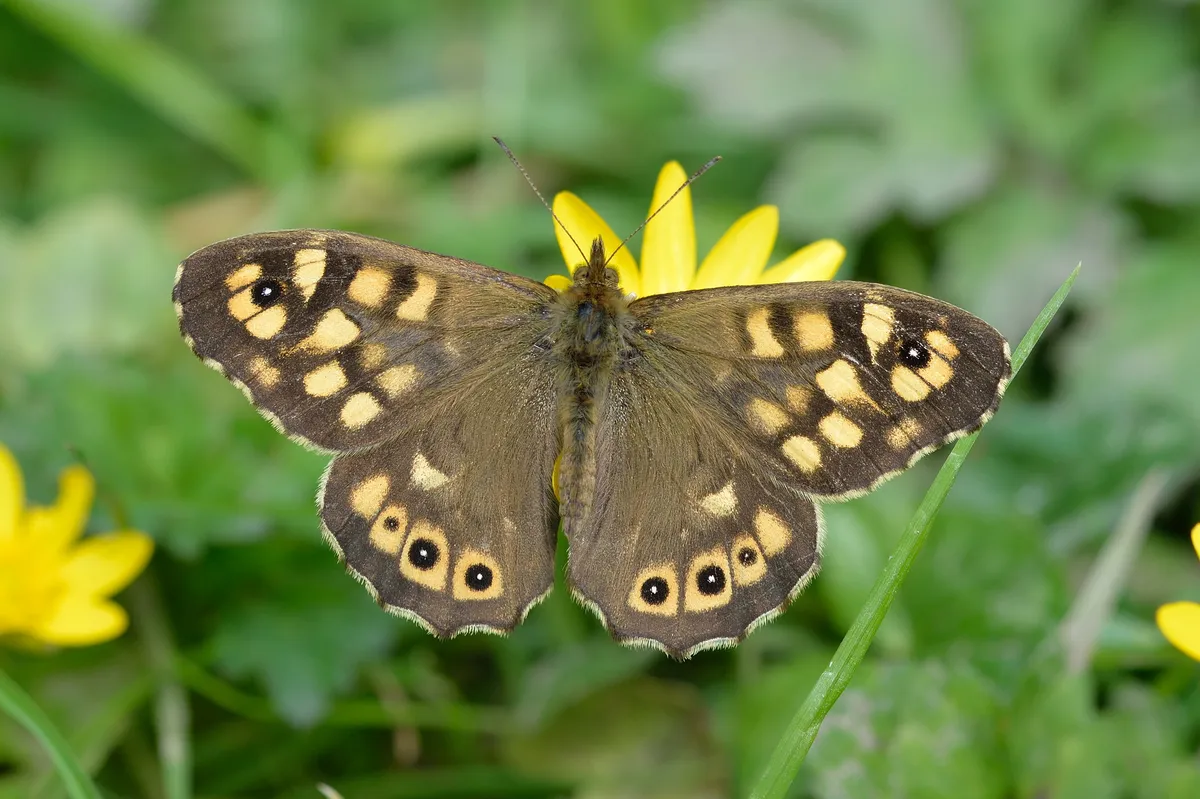 Garden butterflies - Speckled Wood butterfly