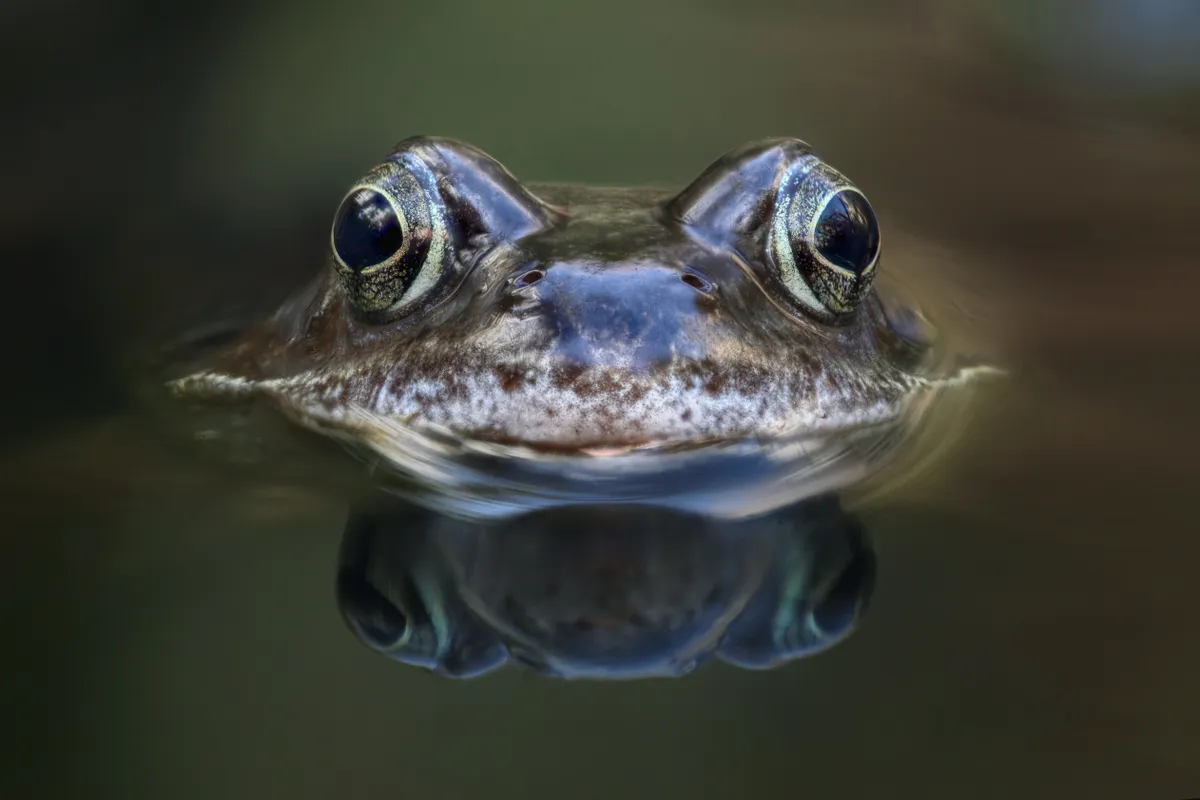 A frog in a pond