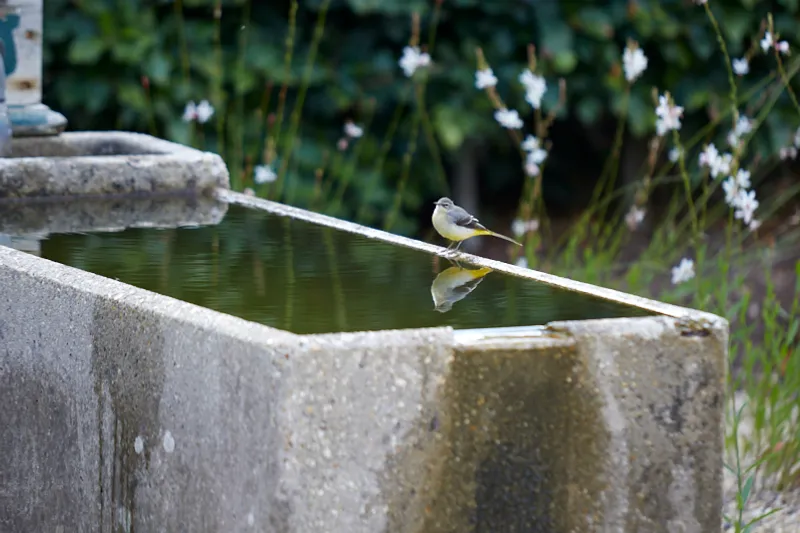 Bird on water trough at Yeo Valley Organic Garden