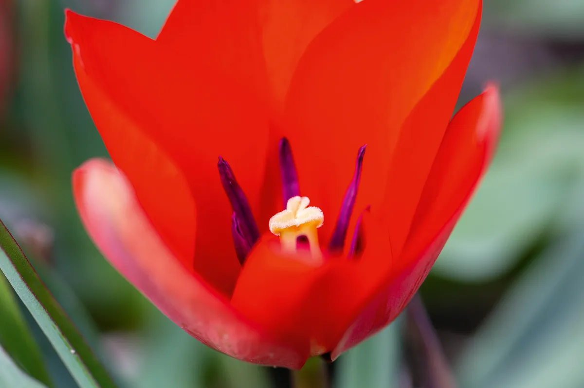 Tulipa linifolia 'Red Hunter'