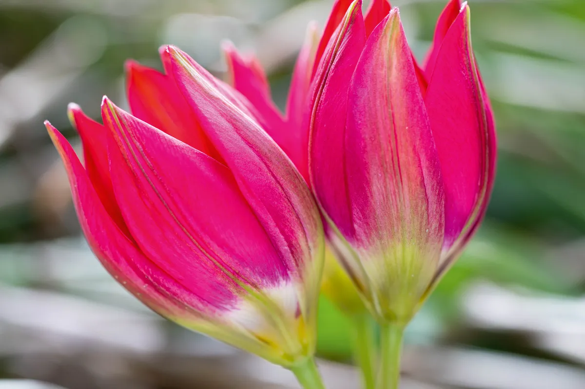 Tulipa orphanidea Hageri Group