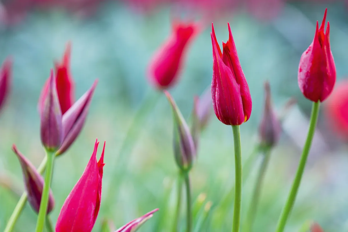 Tulipa x gesneriana