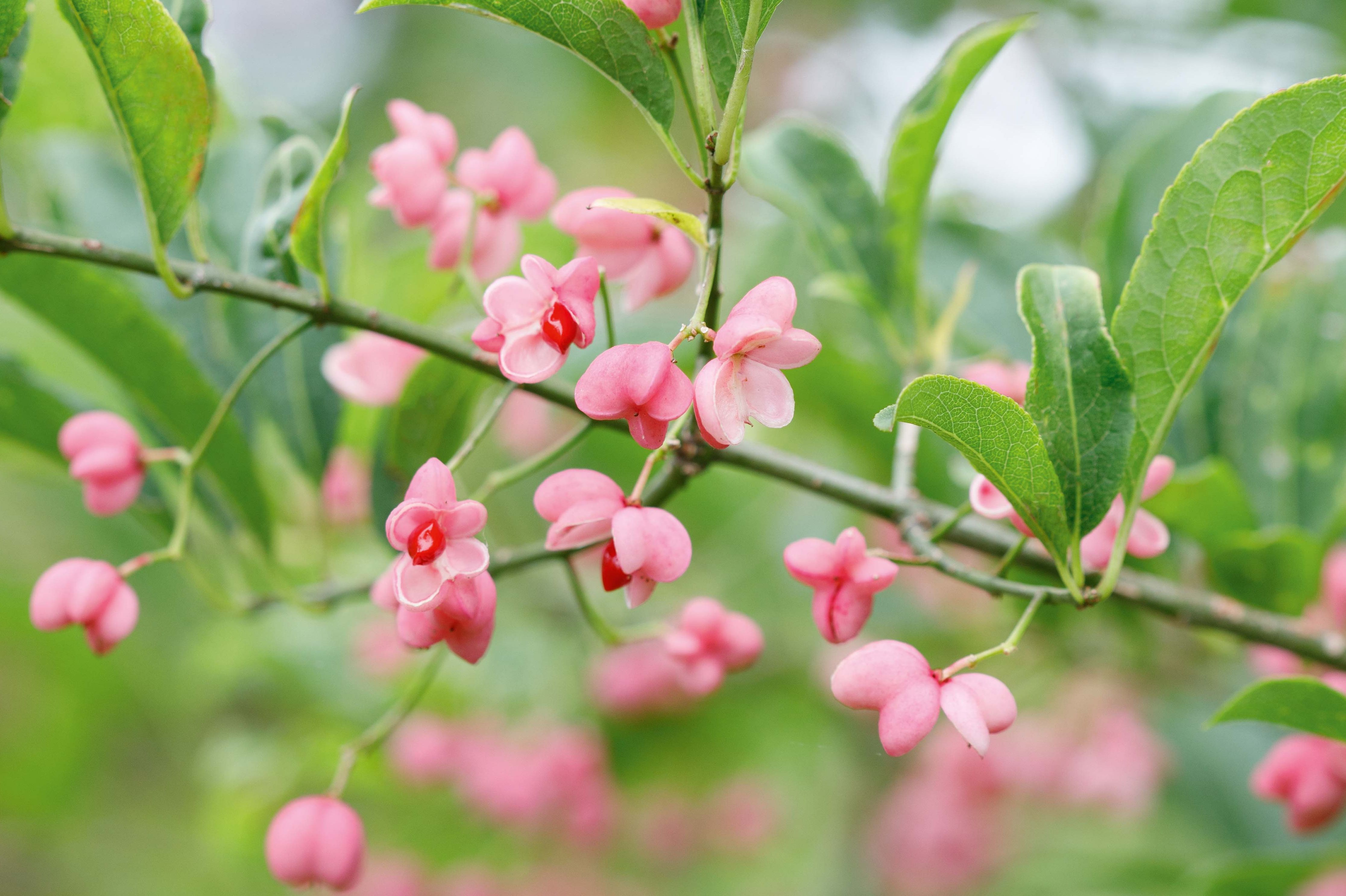 Euonymus: how to where to plant and which euonymus to grow - Gardens Illustrated