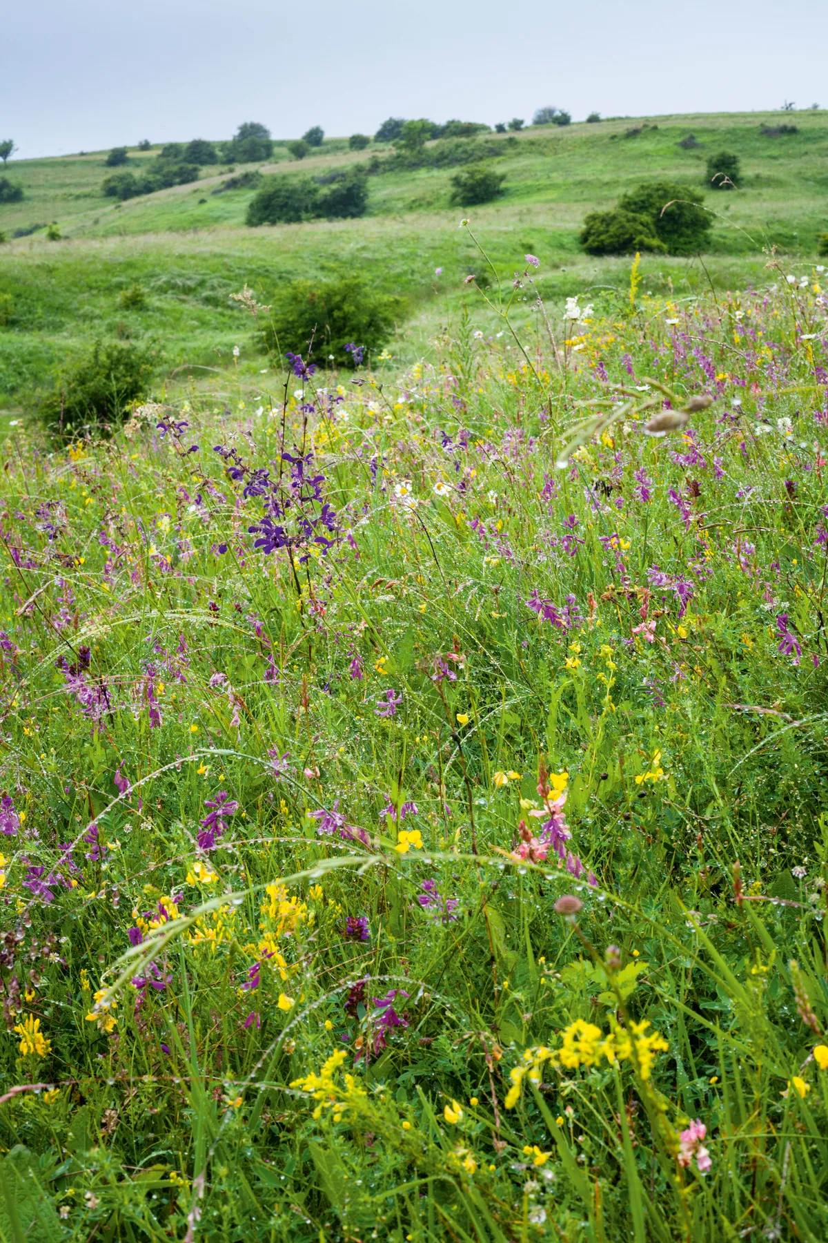 Wildflower meadows in June, Romania