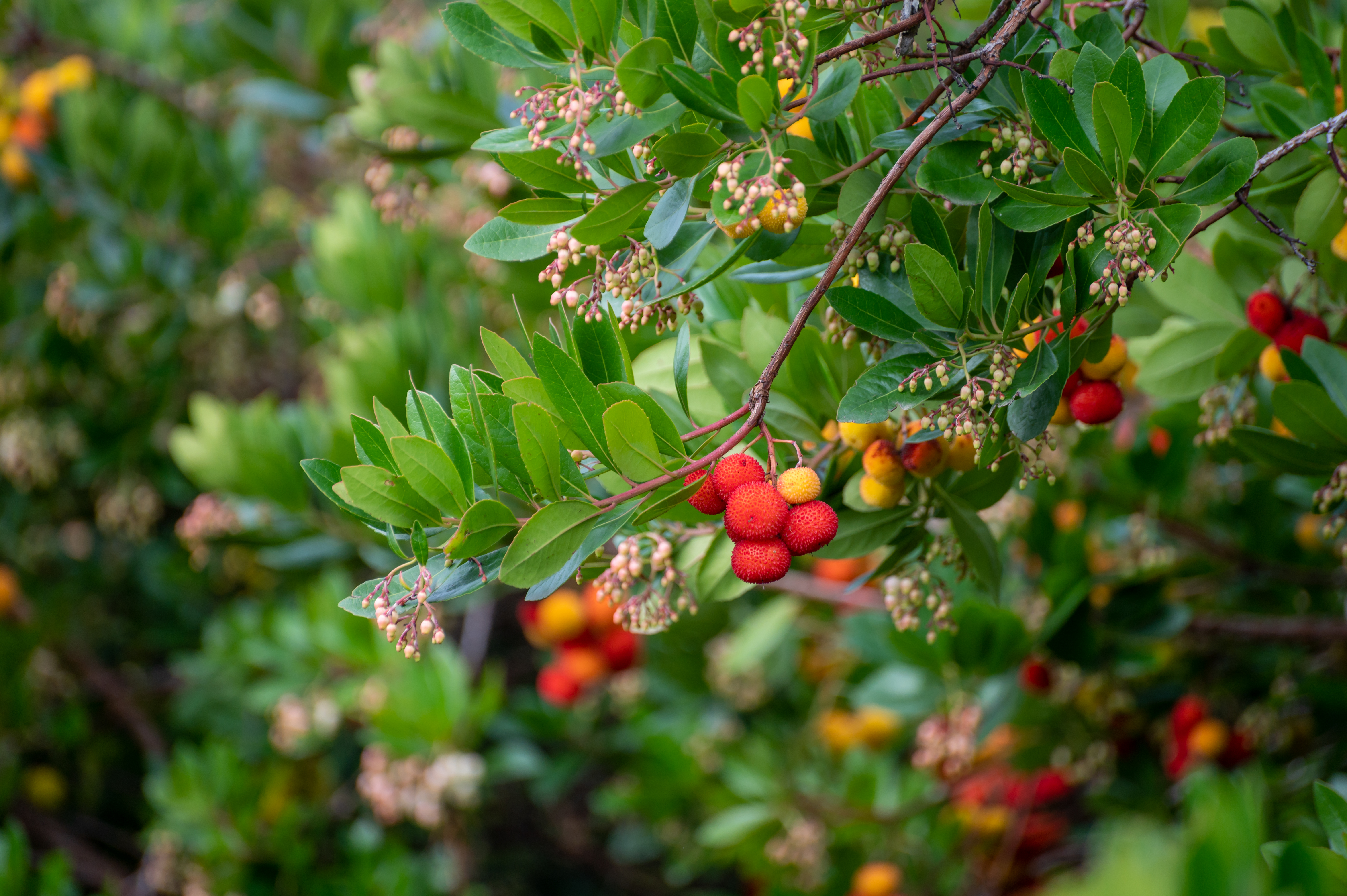 Attractive Evergreen Shrubs and Trees with Red Fruits and Berries