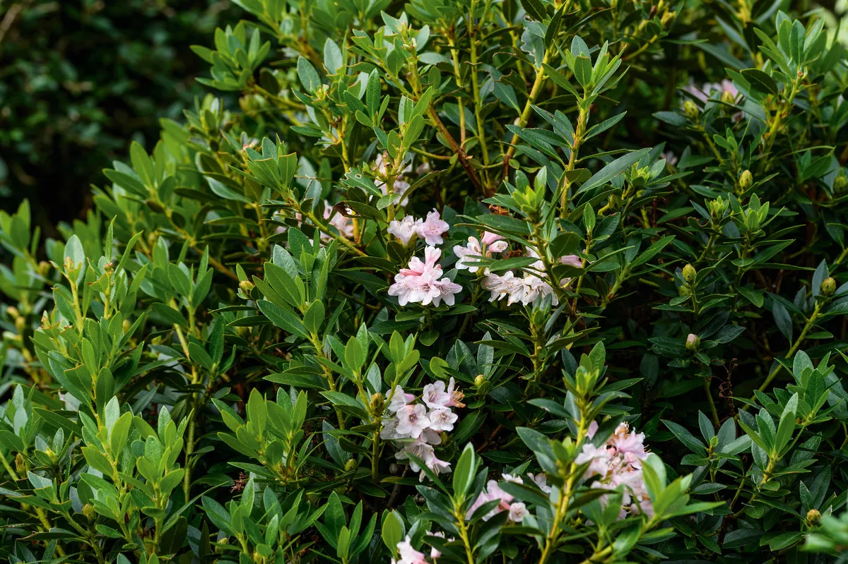 Rhododendron Bloombux (Microhirs3')