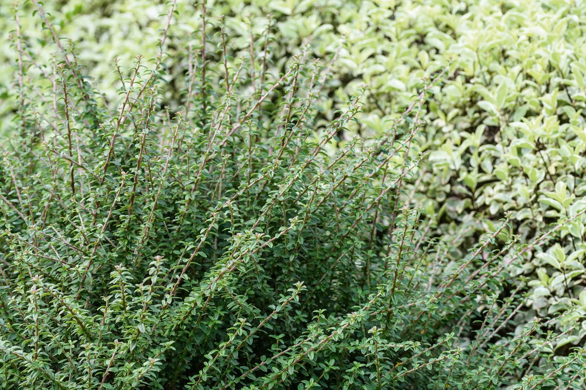 Cotoneaster conspicuus 'Decorus'