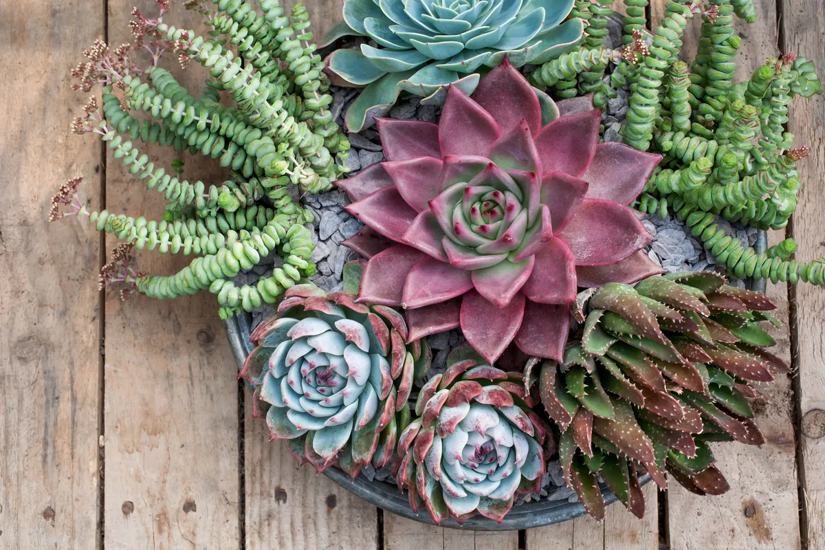 Succulents plants table decoration display in copper pot
