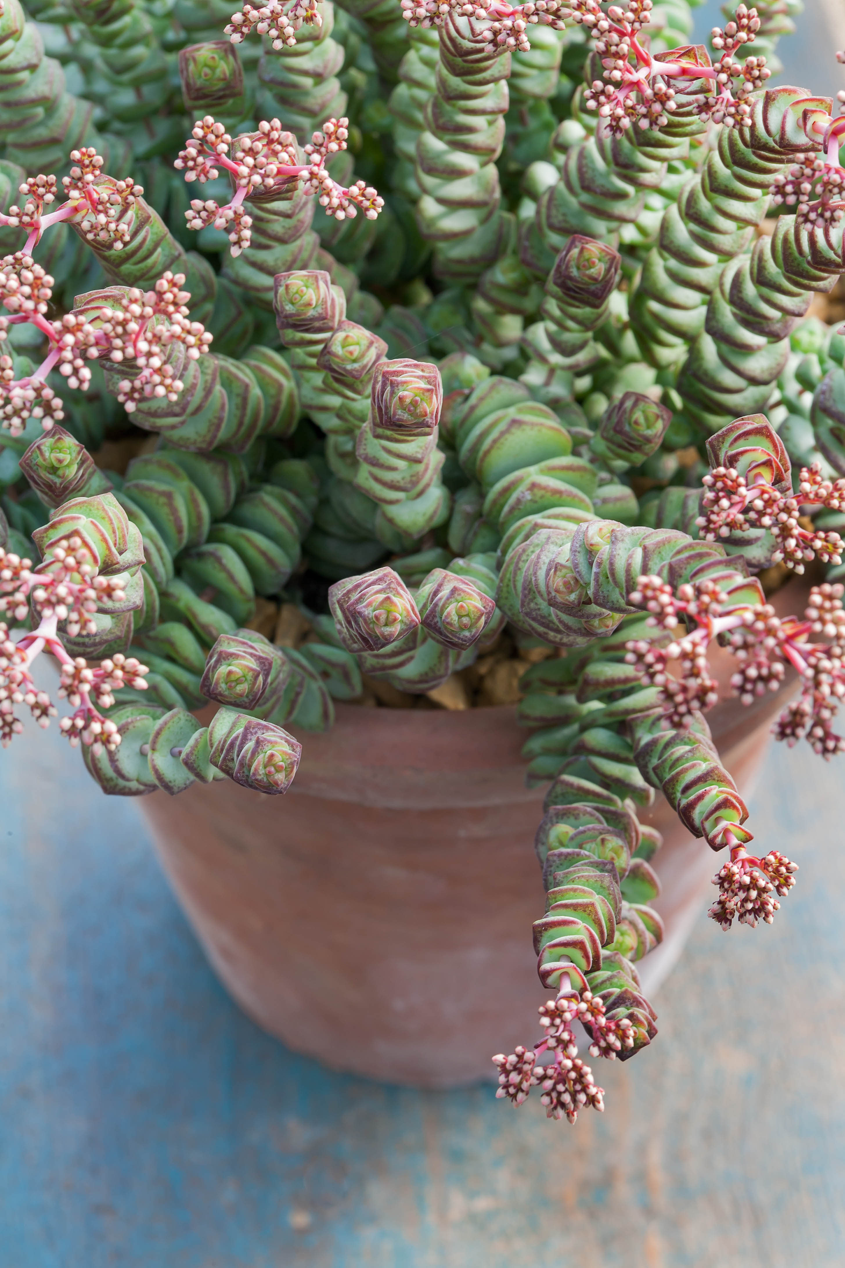 4'' Potted Crassula Baby Necklace Succulent Plant, Multi-stems - Etsy