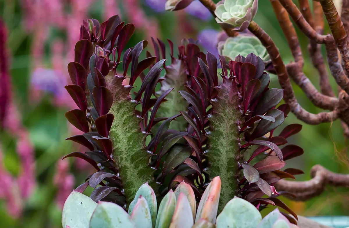 Euphorbia trigona f. rubra