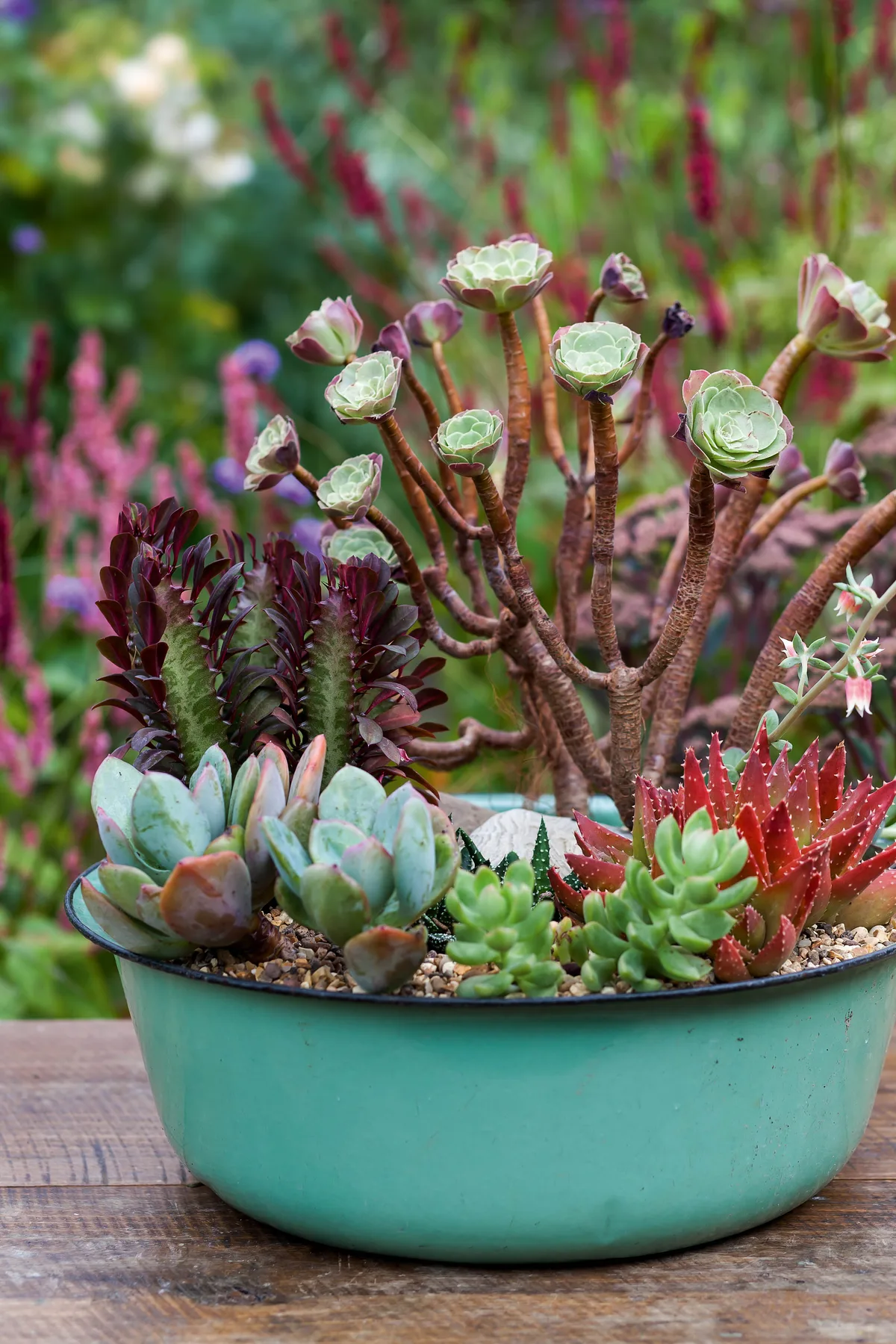 Mixed succulents display Mixed succulents display