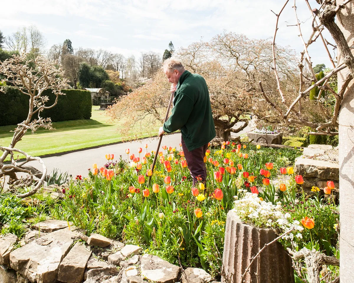 Neil Miller hoeing the tulips in the Italian Garden at Hever