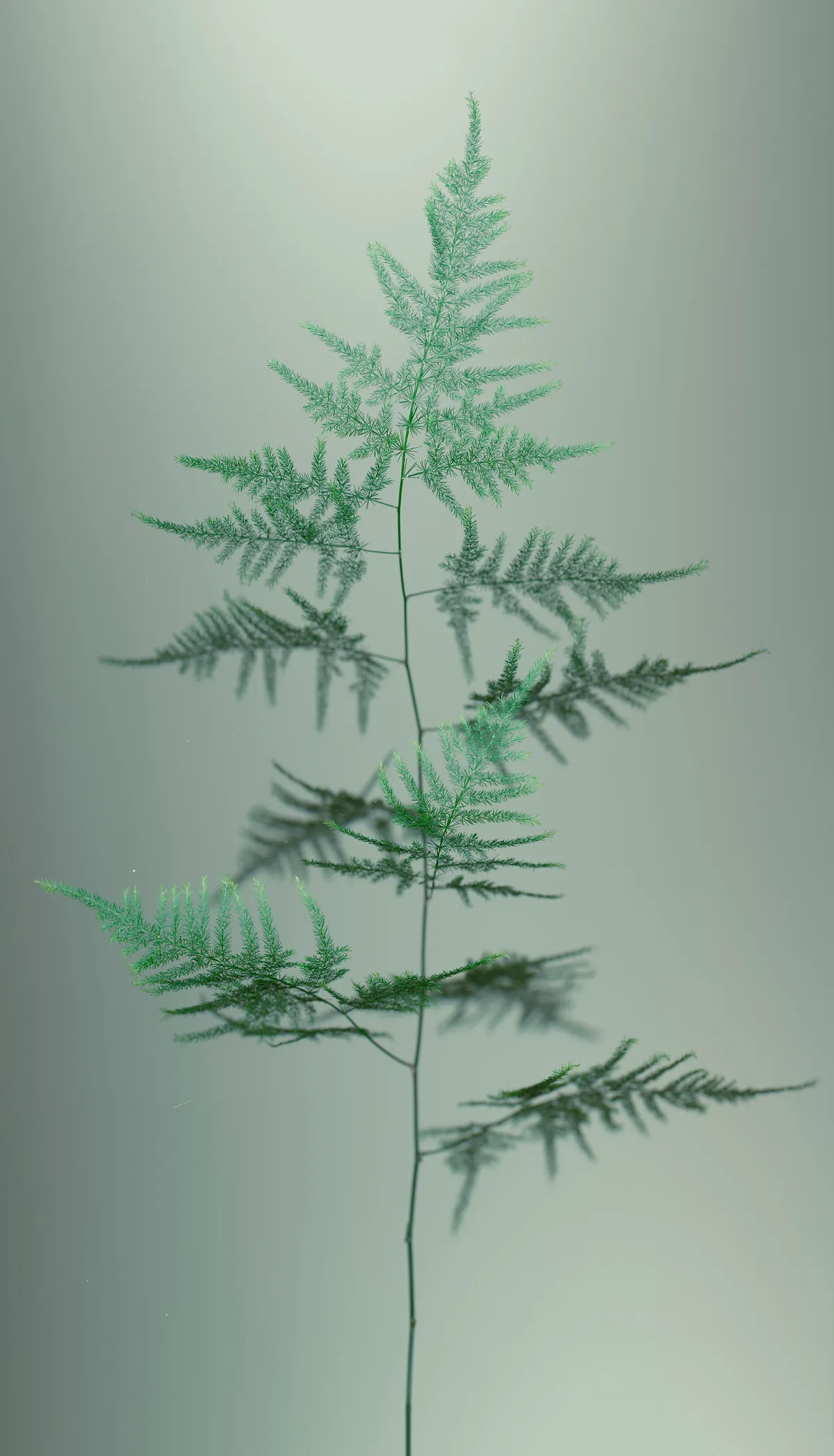 Lace fern (asparagus setaceus) by Sandra Kantanen