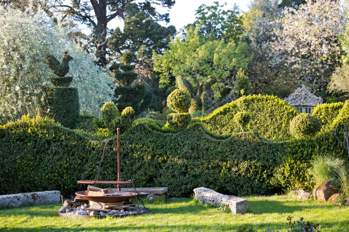 Topirised hedge in Charlotte Molesworth's garden