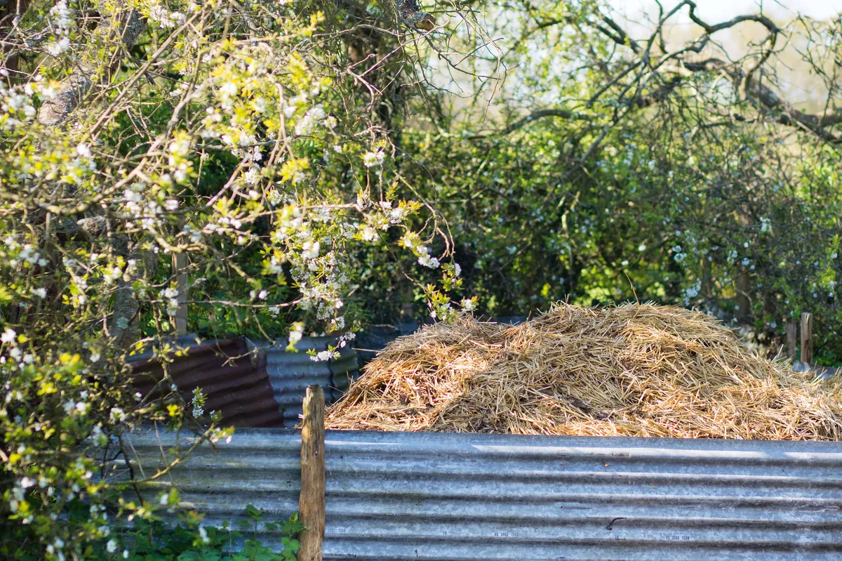 Compost heap in Charlotte Molesworth's garden